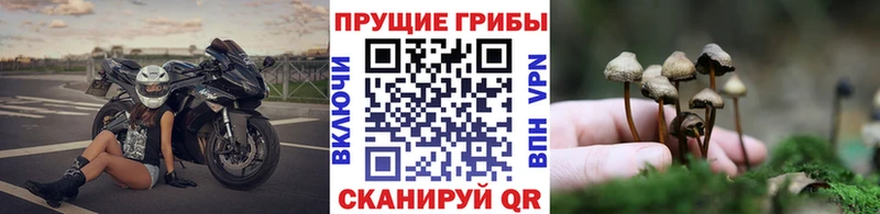 Галлюциногенные грибы Psilocybine cubensis  Купить закладки  Тюкалинск 